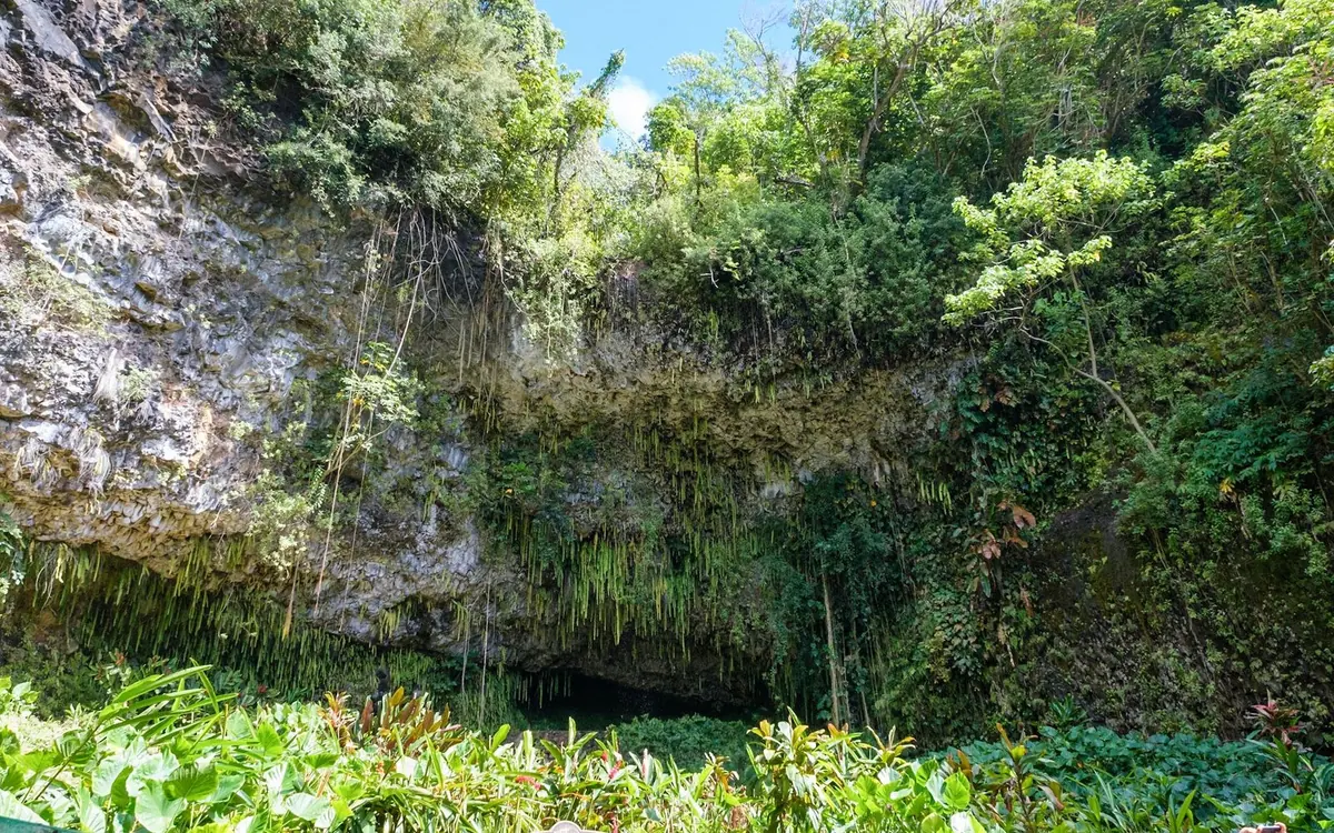 A rock wall hung with ferns and dripping water in dense green forest